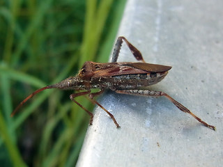 Leptoglossus occidentalis