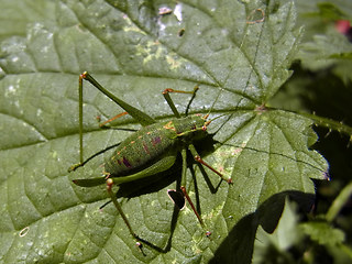 Leptophyes punctatissima