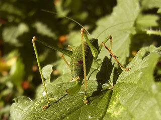 Leptophyes punctatissima