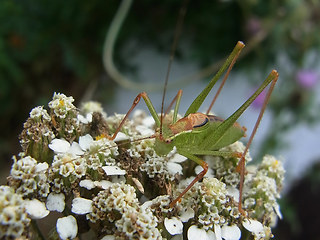 Leptophyes punctatissima