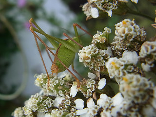 Leptophyes punctatissima