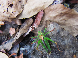 Leptophyes punctatissima