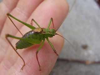 Leptophyes punctatissima