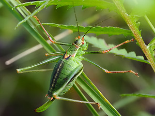 Leptophyes punctatissima