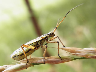 Leptopterna dolabrata