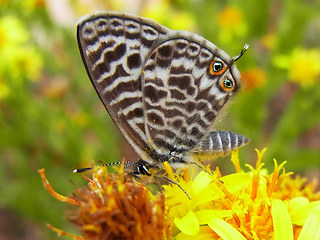 Leptotes pirithous