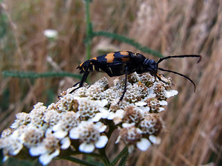 Leptura quadrifasciata