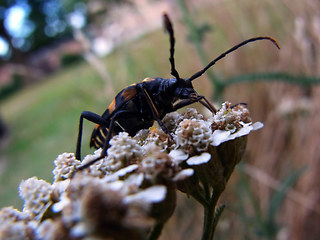 Leptura quadrifasciata