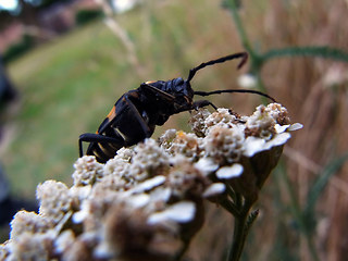 Leptura quadrifasciata