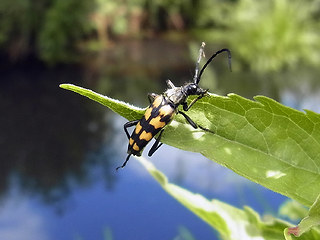 Leptura quadrifasciata