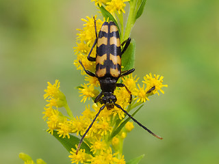 Leptura quadrifasciata