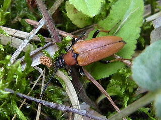 Leptura rubra