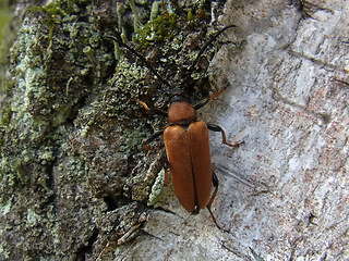 Leptura rubra