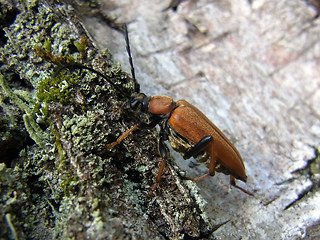 Leptura rubra