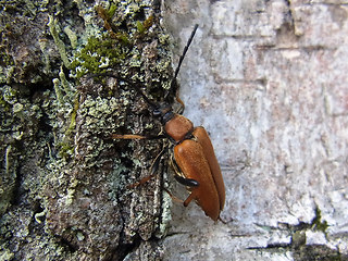 Leptura rubra