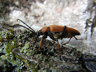 Leptura rubra