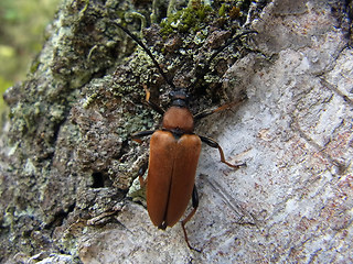 Leptura rubra