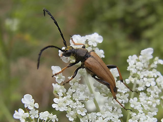 Leptura rubra