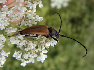 Leptura rubra