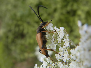 Leptura rubra