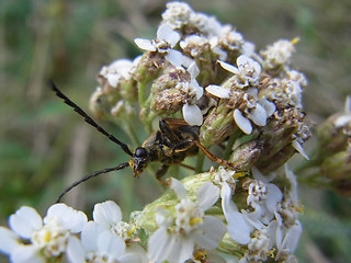 Leptura rubra