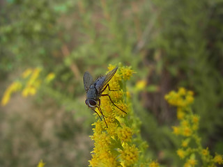 Leskia aurea