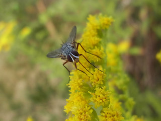 Leskia aurea