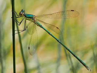 Lestes virens
