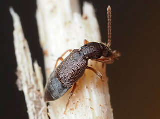 Lesteva sicula heeri