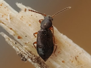 Lesteva sicula heeri