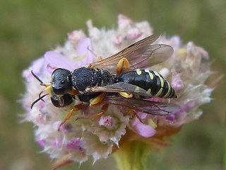 Lestica alata