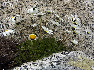 Leucanthemopsis alpina