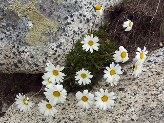 Leucanthemopsis alpina