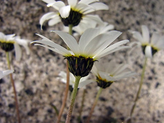 Leucanthemopsis alpina