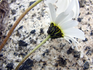 Leucanthemopsis alpina