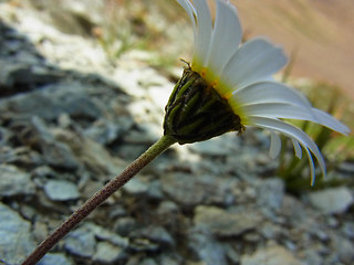 Leucanthemopsis alpina