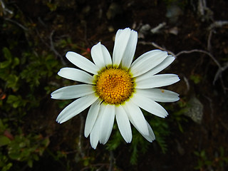 Leucanthemopsis alpina