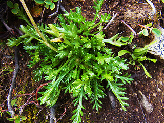 Leucanthemopsis alpina