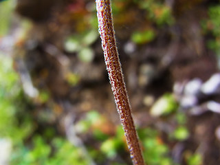 Leucanthemopsis alpina