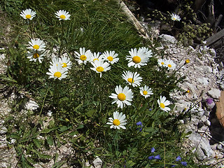 Leucanthemum adustum