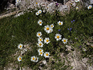 Leucanthemum adustum