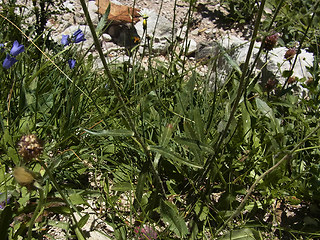 Leucanthemum adustum