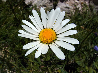 Leucanthemum adustum