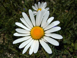 Leucanthemum adustum