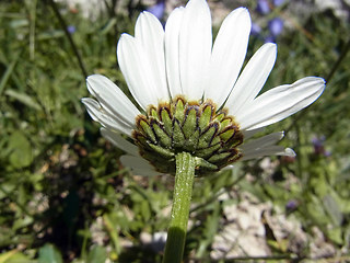 Leucanthemum adustum