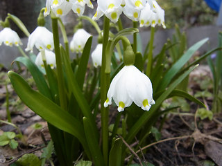 Leucojum vernum