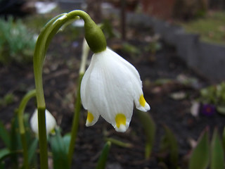 Leucojum vernum