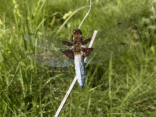 Libellula depressa