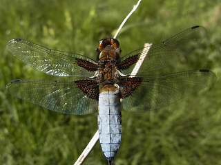 Libellula depressa