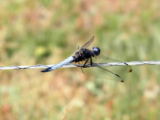 Libellula fulva